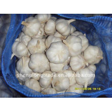 2011 fresh pure white garlic packed in bag